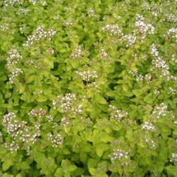 Organo 'Aureum'